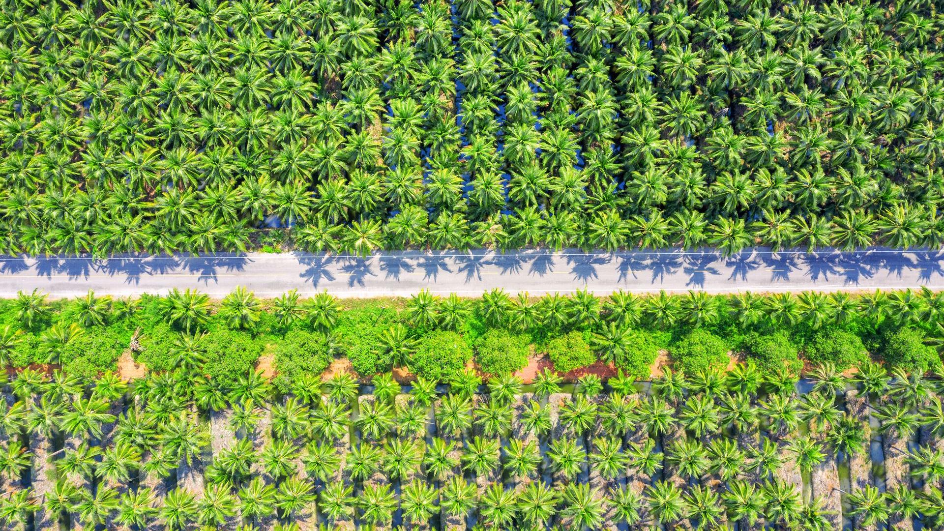 Plantation business illustration